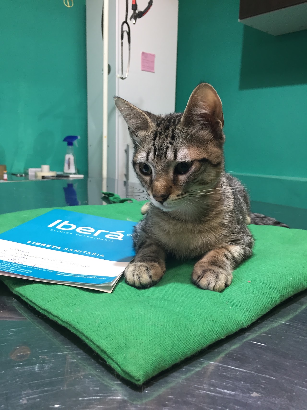 Baño y peluquería canina con champú dermatológico y toallas limpias