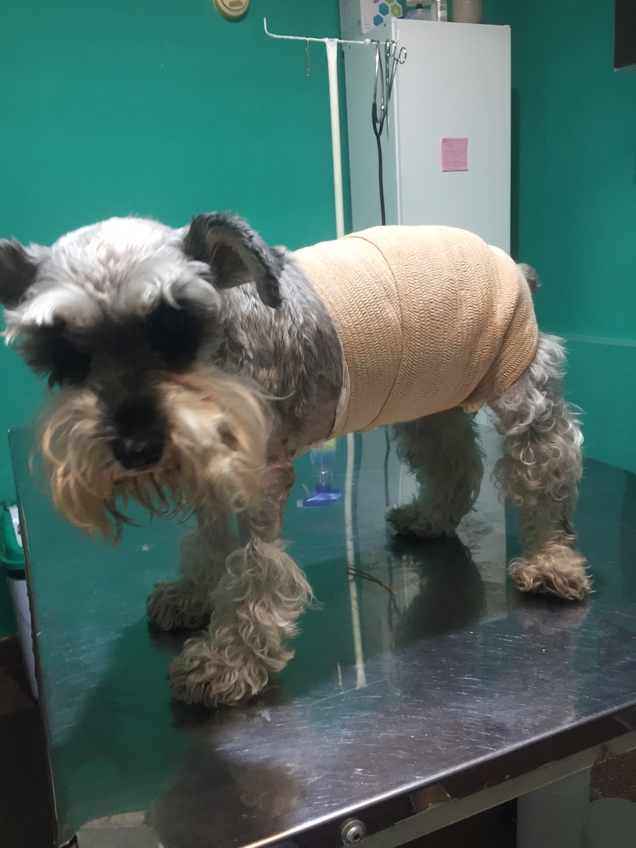 Fachada luminosa de la clínica veterinaria con accesos amplios y recepción